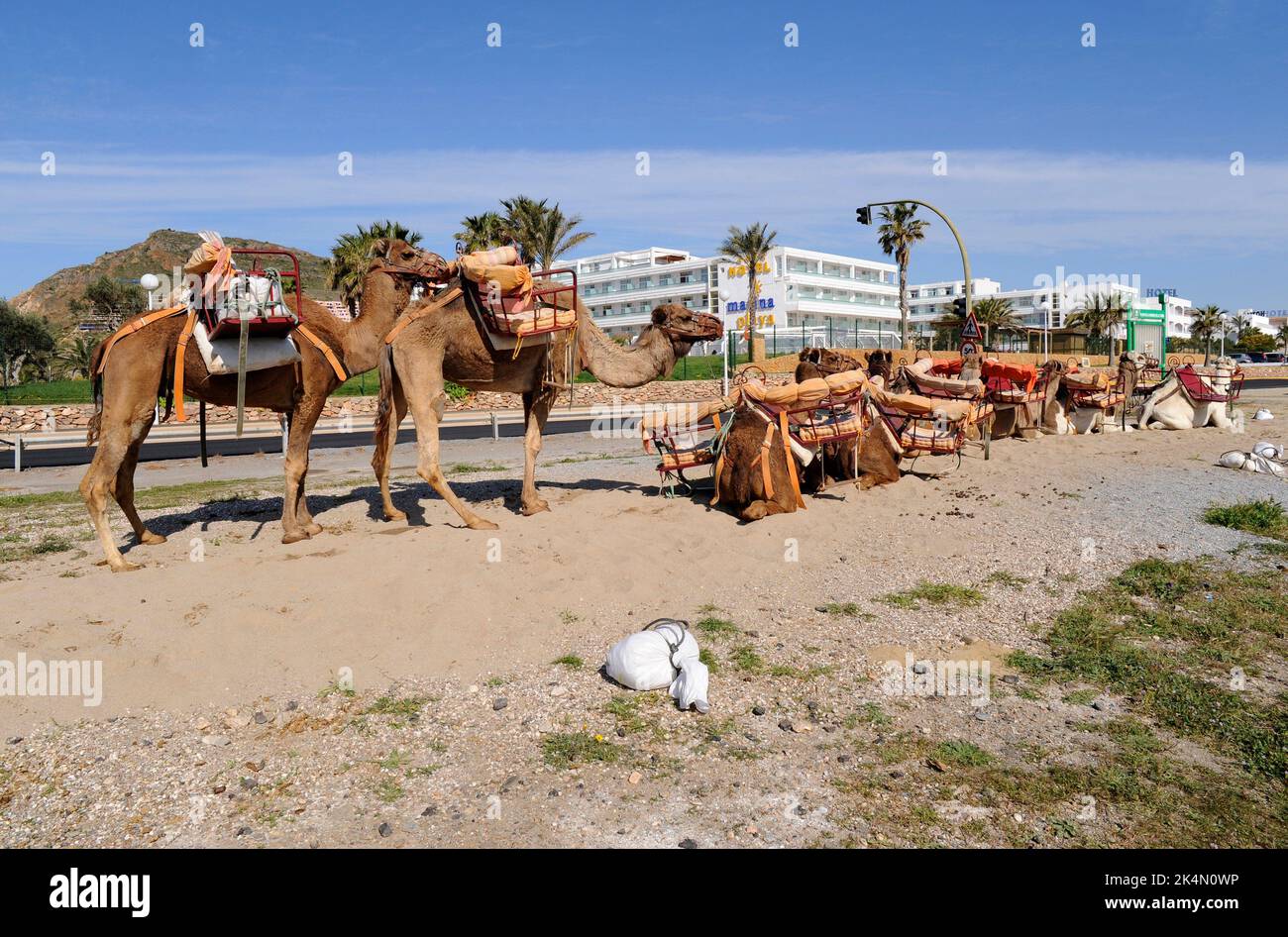Mojacar, Touristenattraktion (Kamelreiten). Almeria, Andalusien, Spanien. Stockfoto
