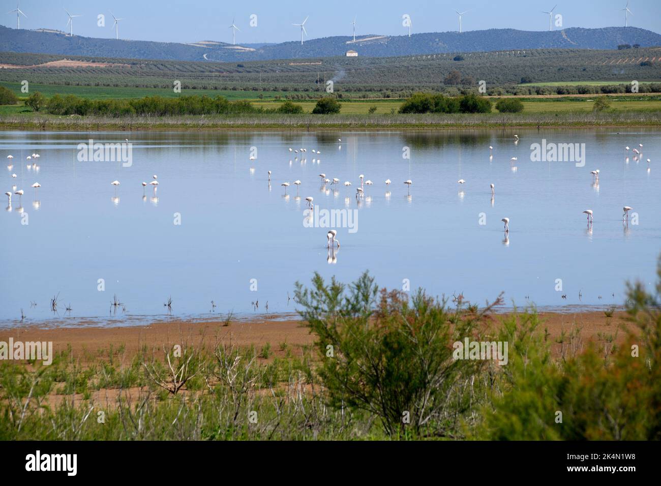 Campillos, Laguna Dulce mit Flamingos. Málaga, Andalusien, Spanien. Stockfoto