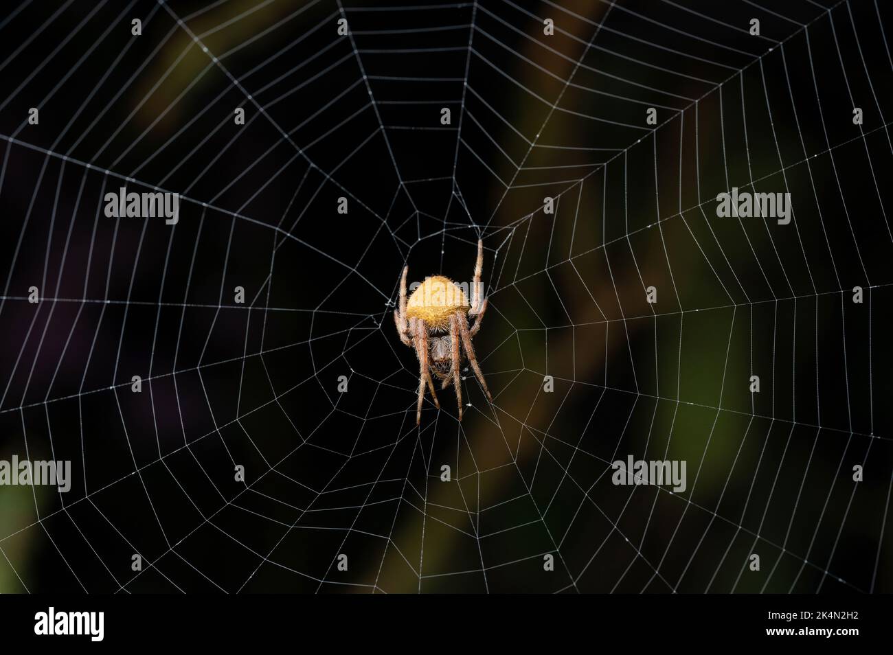 Ausblenden der gelben Spinne in der Nahaufnahme des Netzmakros Stockfoto