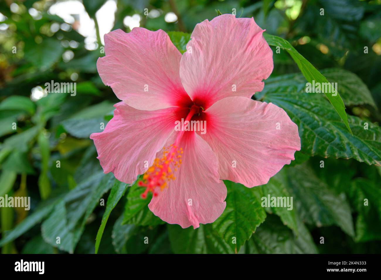 Hibiskus Blume. Stockfoto