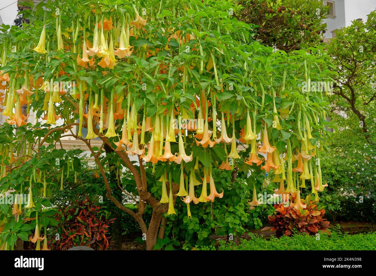 Engelstrompeten-Baum, Brugmansia. Stockfoto