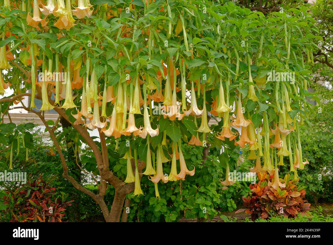 Engelstrompeten-Baum, Brugmansia. Stockfoto