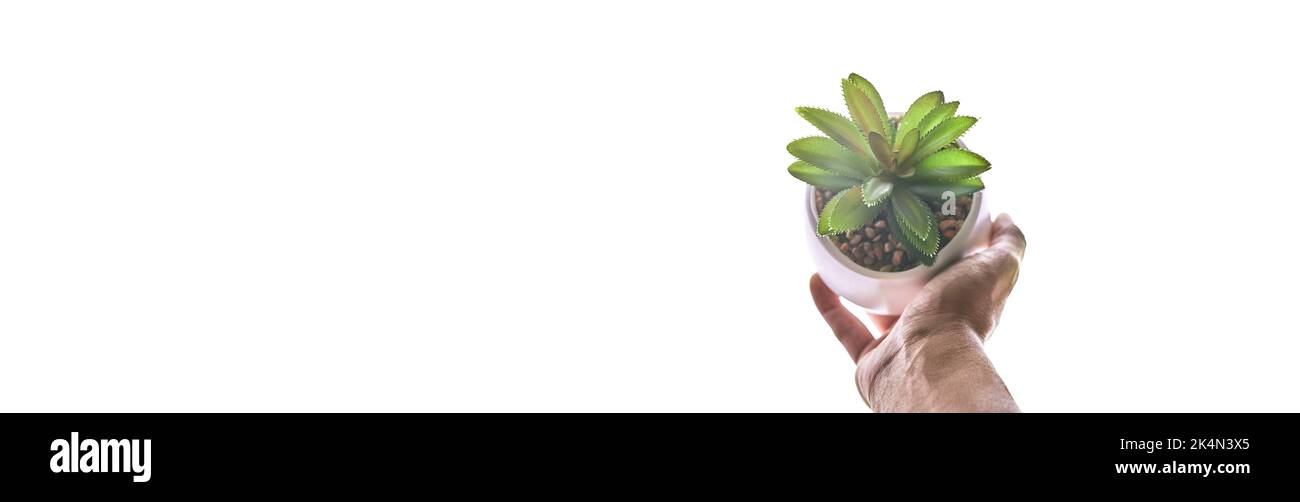 Banner. Die Hand einer Frau hält einen Topf mit einer Pflanze. Sukulente Pflanze in einem modernen runden Blumentopf, auf weißem Hintergrund hervorgehoben. Eine modische Zimmerpflanze mit Sandsteinen. Hochwertige Fotos Stockfoto
