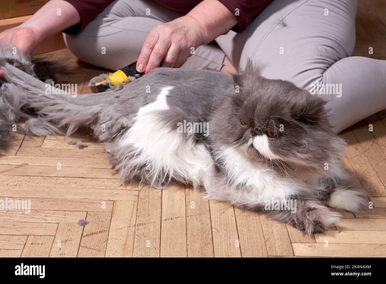 Haarschnitt einer flauschigen grauen Perserkatze. Tierpflege zu Hause Stockfoto