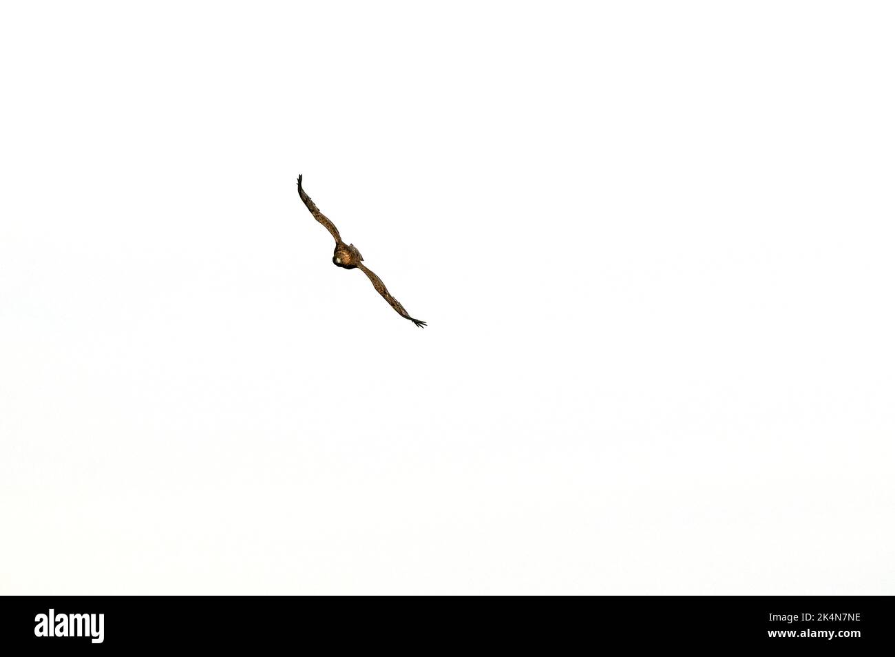 Goldadler Männchen fliegen in einem mediterranen Wald mit dem ersten Licht des Tages Stockfoto
