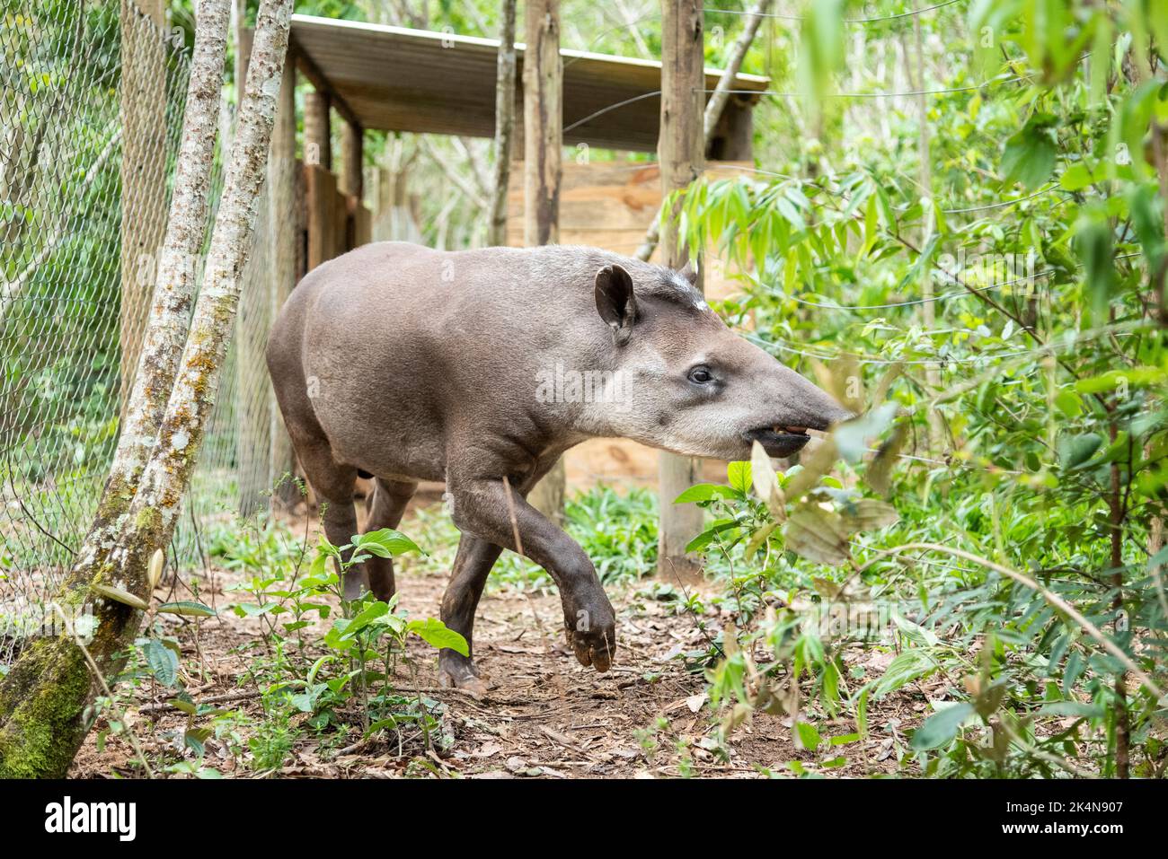 Tapir in umzäunten grünen Regenwald-Bereich für das Aufwilderungsprojekt Stockfoto