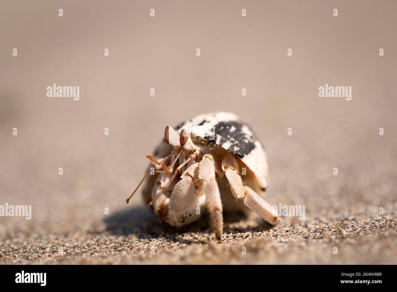 Einsiedlerkrebs. Rotes Meer, Ägypten Stockfoto