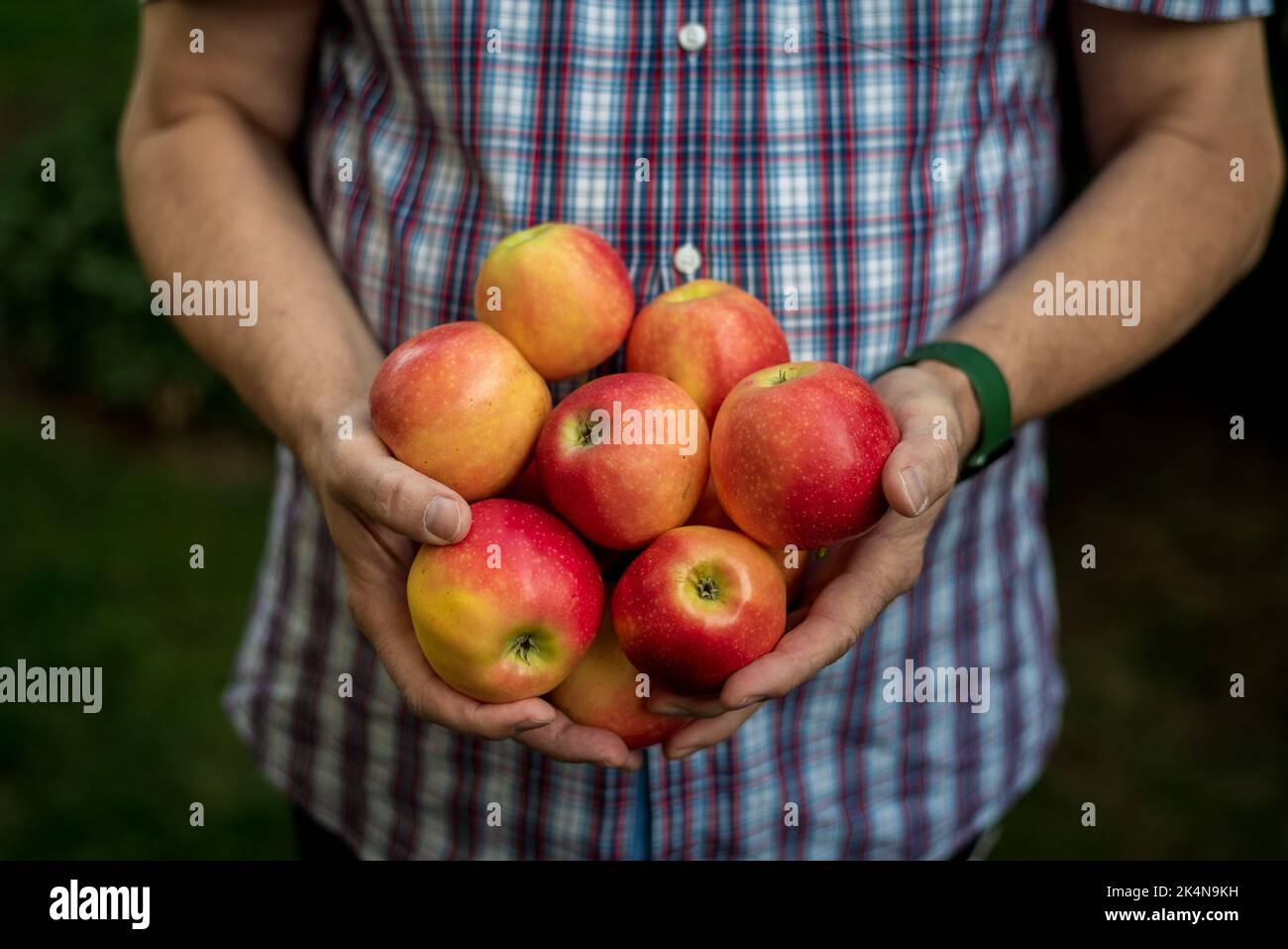 Mann mit frisch gepflückten roten Gala-Äpfeln. Stockfoto