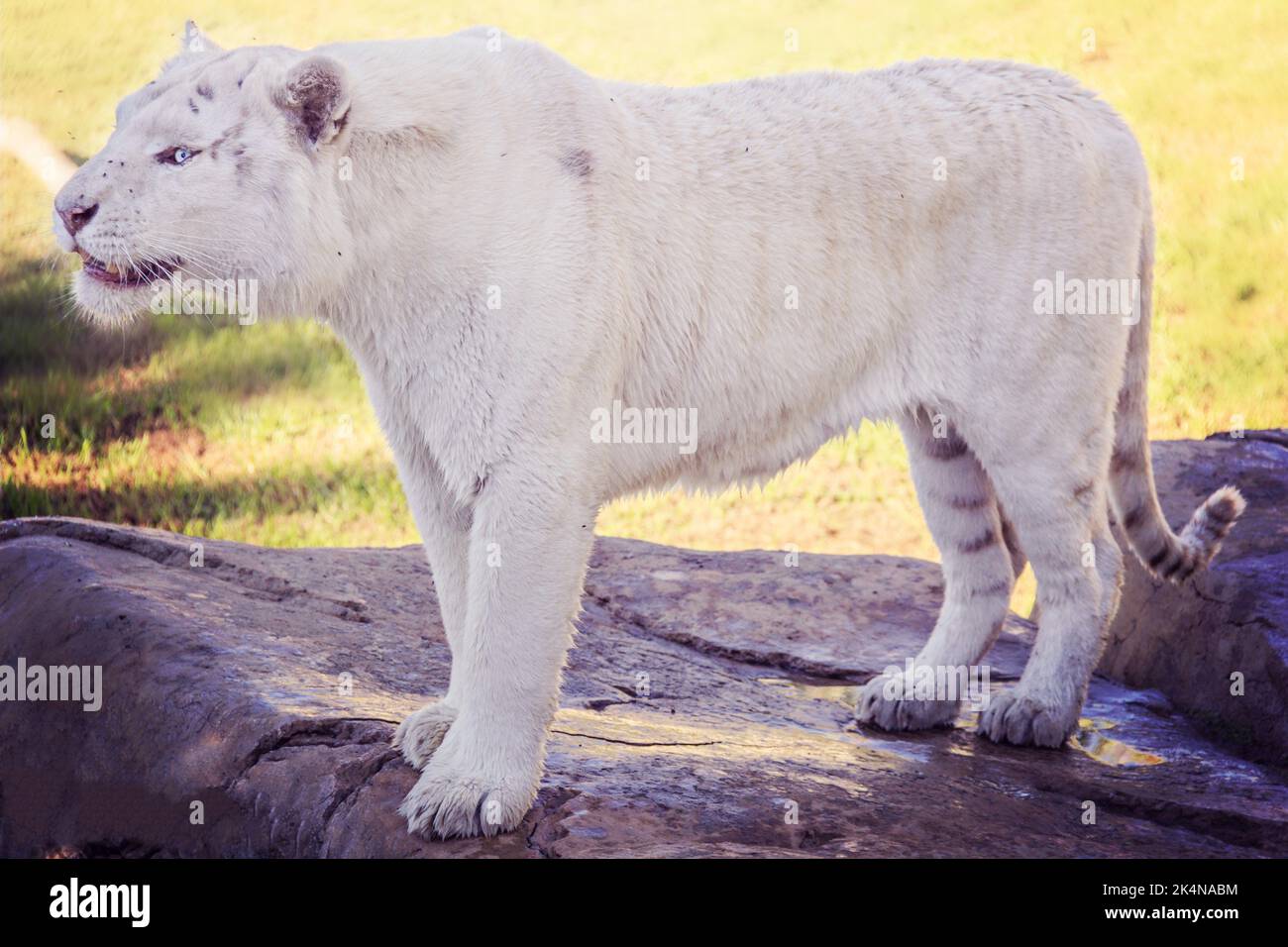 Seltener Weißer Tiger Stockfoto