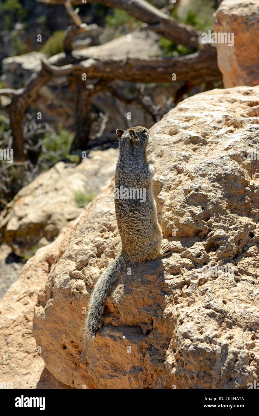 Albert's Squirrel und nannte das Quasten-ohrige Squirrel am Grand Canyon in Arizona Stockfoto