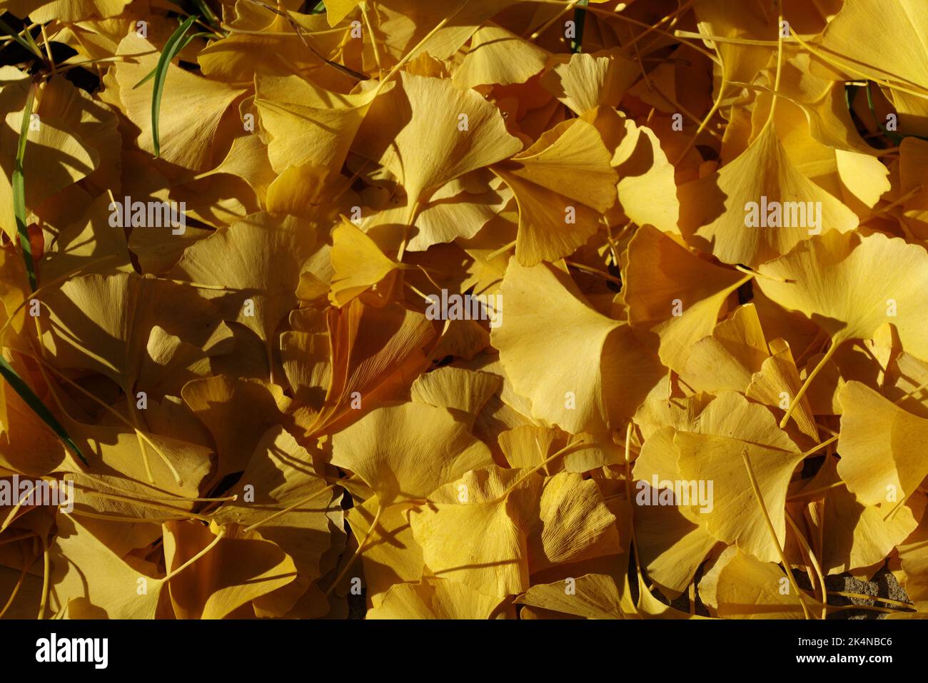 Gefallene gelbe Gingko-Blätter lagen auf dem Boden. Stockfoto