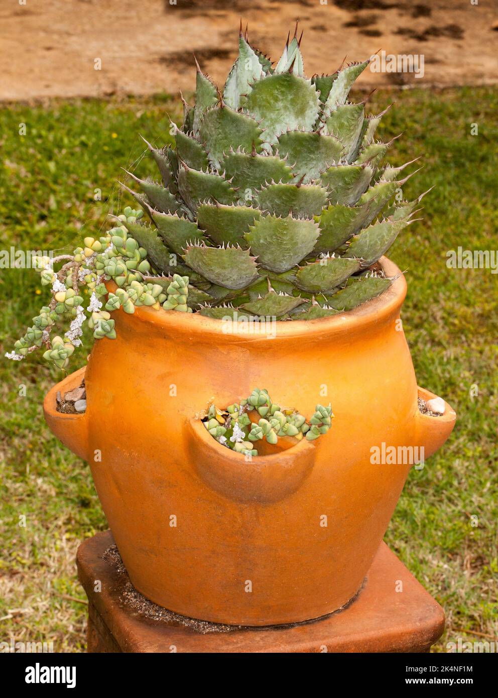 Sukulent, eine Aloe, die in Einem großen Terrakottatopf wächst Stockfoto