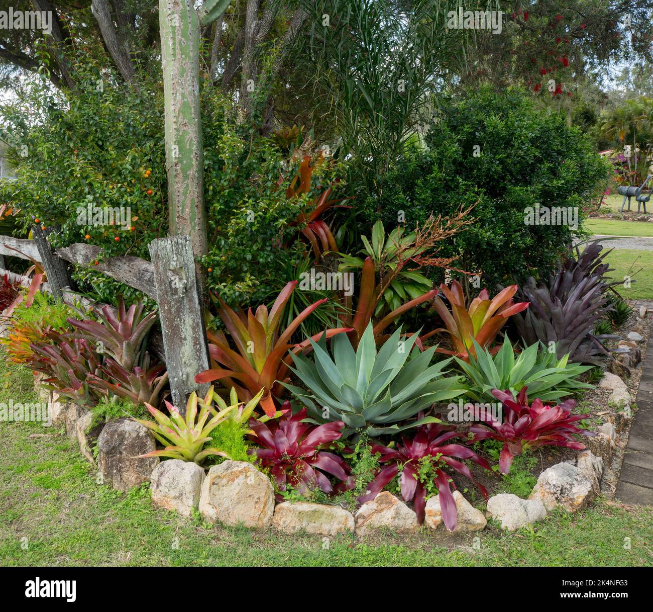Gartenbeet mit dürretoleranten Pflanzen, Sukkulenten und Bromelien mit farbenprächtiger roter und grüner Laub, umrandet mit Felsen, in Australien Stockfoto