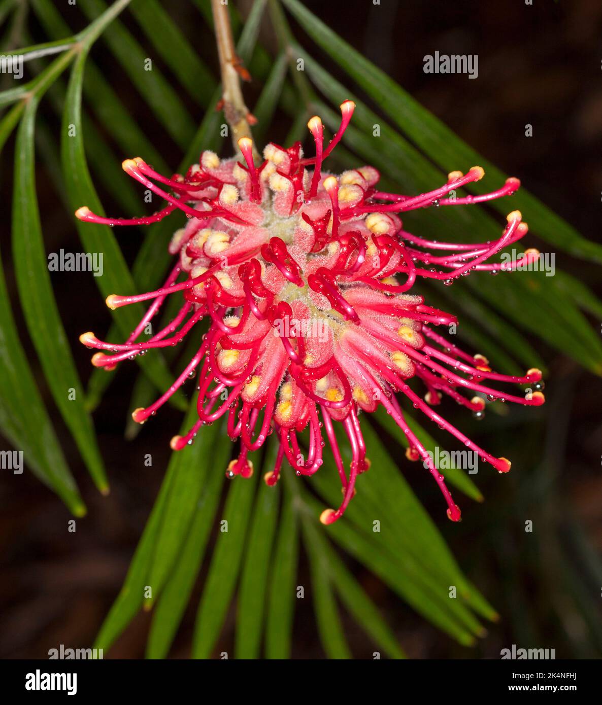 Leuchtend rote Blume von Grevillea banksii, einem australischen einheimischen Baum, auf dem Hintergrund grüner Blätter. Stockfoto