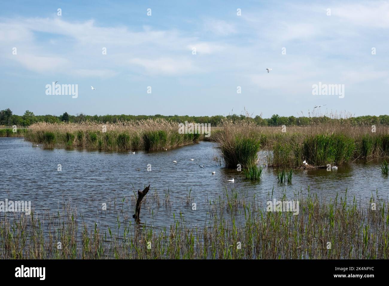 Teich des Parc Régional de la Brenne en France. Dieser Teich ist einer der 3000 anderen Teiche dieses Parc Régional. Viele Vögel finden das ganze Jahr über statt. Stockfoto