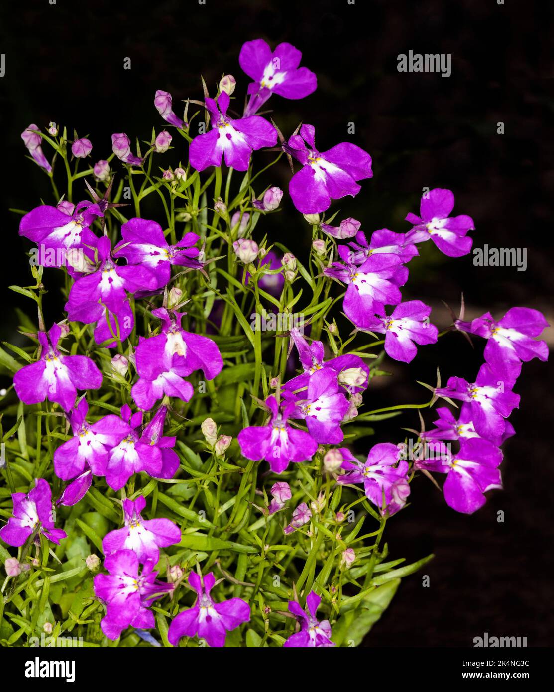 Ansammlung von leuchtend violetten / magentafarbenen Blüten und leuchtend grünen Blättern von Lobelia erinus, einjähriger Gartenpflanze, vor dunklem Hintergrund, in Australien Stockfoto