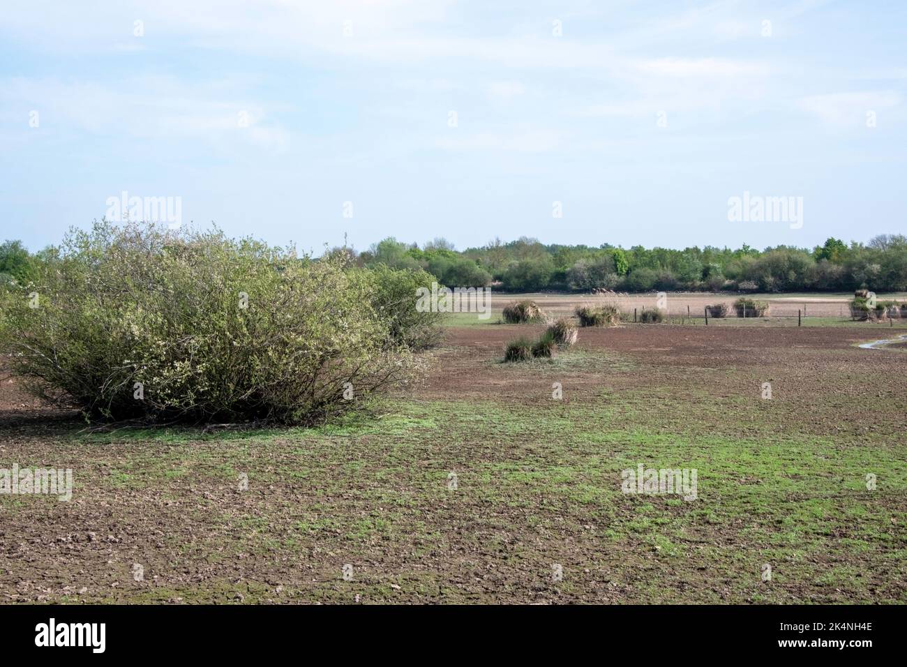 Teich des Parc Régional de la Brenne en France. Dieser Teich ist einer der 3000 anderen Teiche dieses Parc Régional. Manchmal werden einige Teiche geleert. Stockfoto