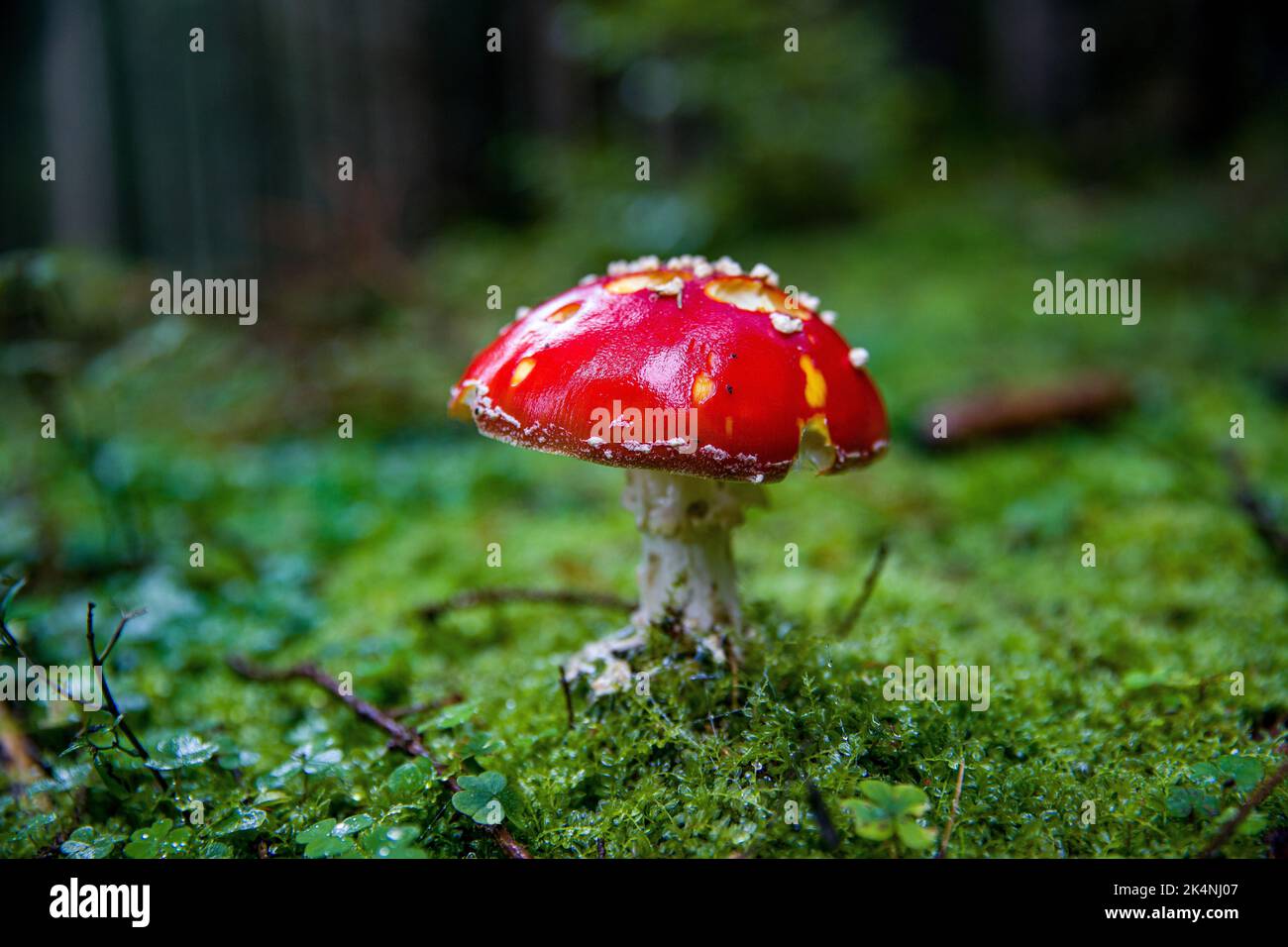 Eine Nahaufnahme eines rotbedeckten Pilzes, der auf einem Feld wächst Stockfoto