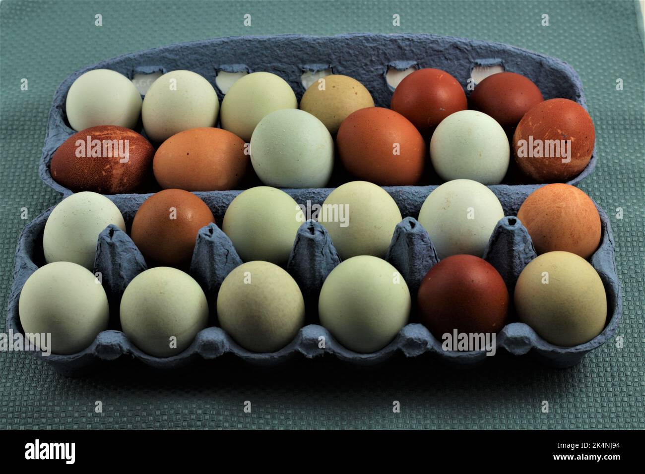 Vogelgrippe-Eiermangel. Bio-Hähncheneier aus reinrassiger, traditioneller Weidehaltung Stockfoto