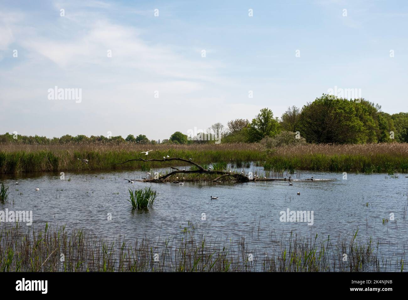 Teich des Parc Régional de la Brenne en France. Dieser Teich ist einer der 3000 anderen Teiche dieses Parc Régional. Viele Vögel finden das ganze Jahr über statt. Stockfoto