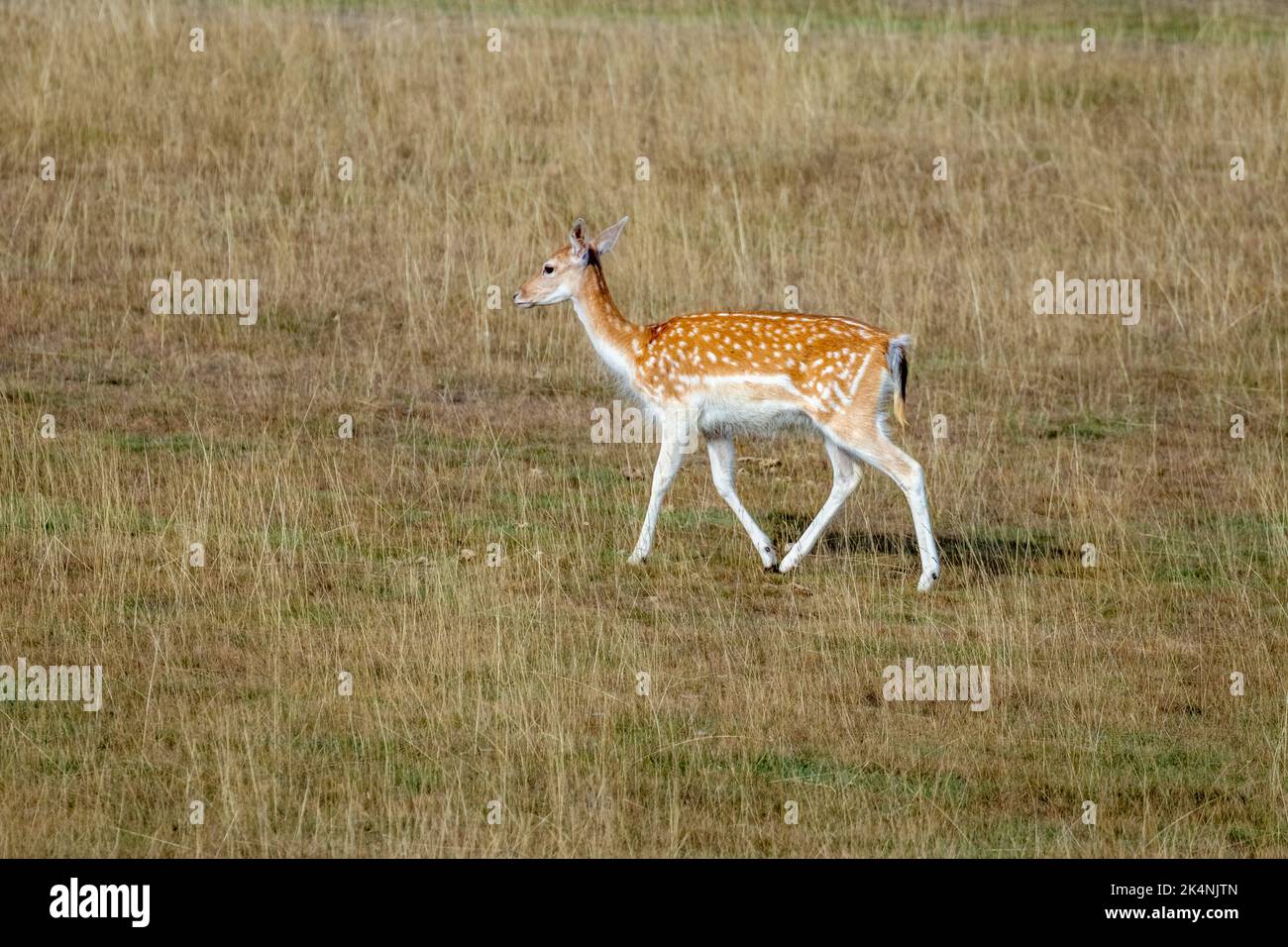 Ein jugendlicher weißer Schwanz Hind Stockfoto