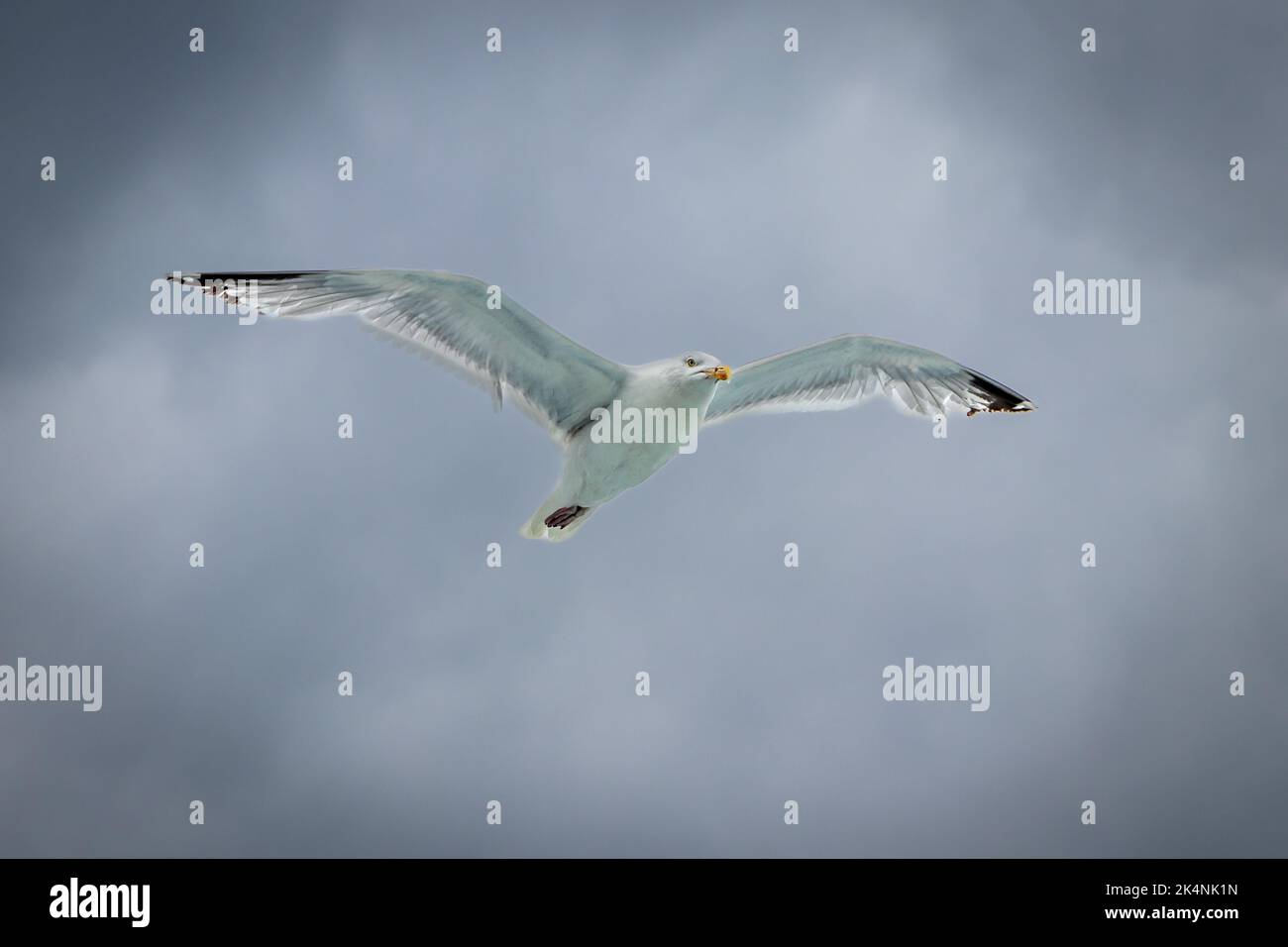 Eine geisterhafte Möwe gleitet mühelos im Wind Stockfoto