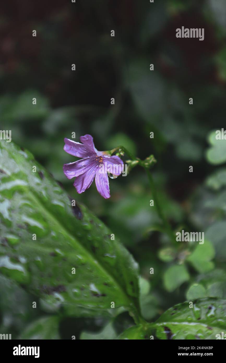 Eine Nahaufnahme von purpurem Waldschnepfen an einem regnerischen Tag, Oxalis debilis Stockfoto