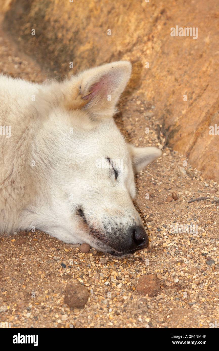 Getöteten Hund beim Hundefest in Yulin, Provinz Guangxi, China Stockfoto