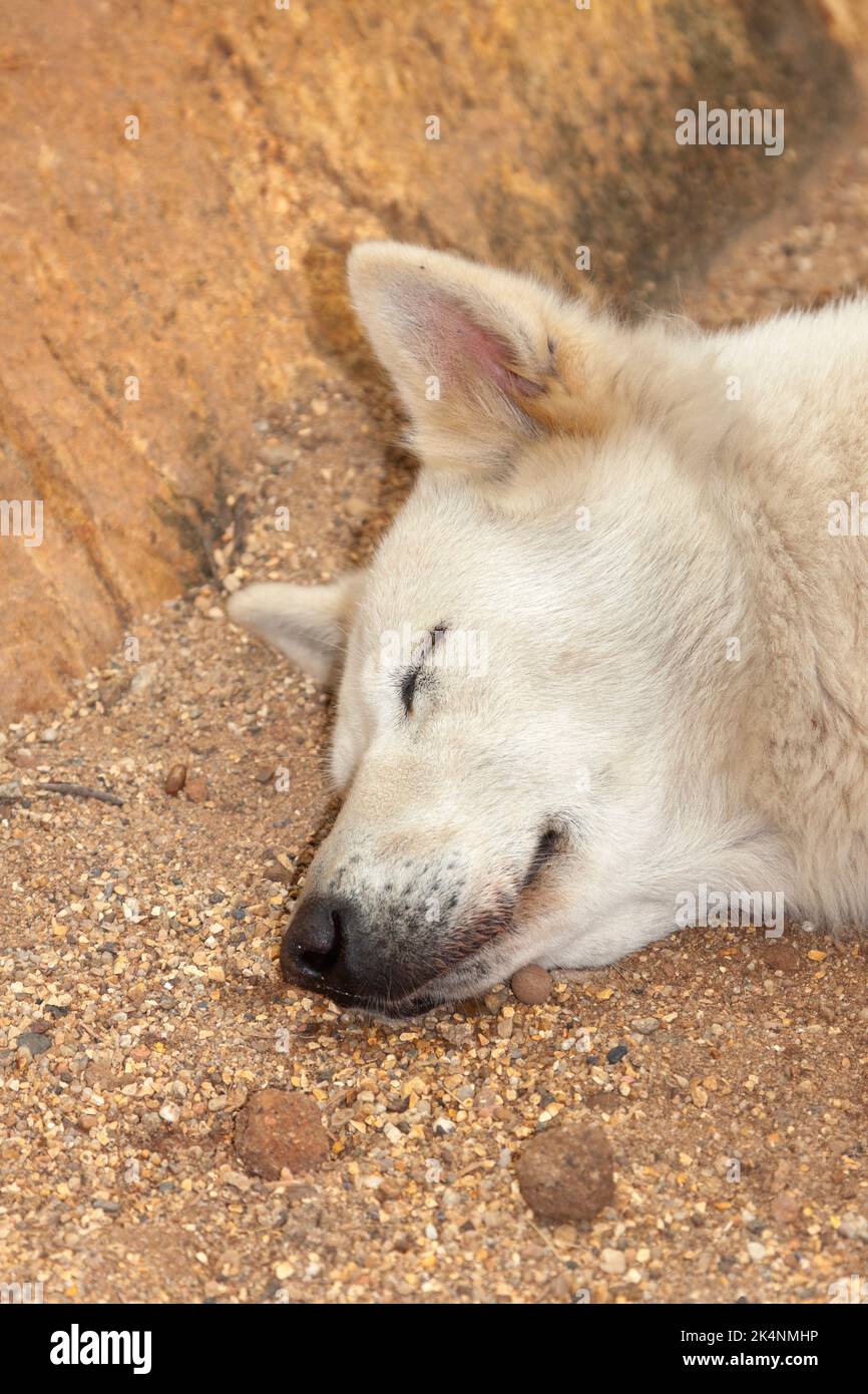 Getöteten Hund beim Hundefest in Yulin, Provinz Guangxi, China Stockfoto