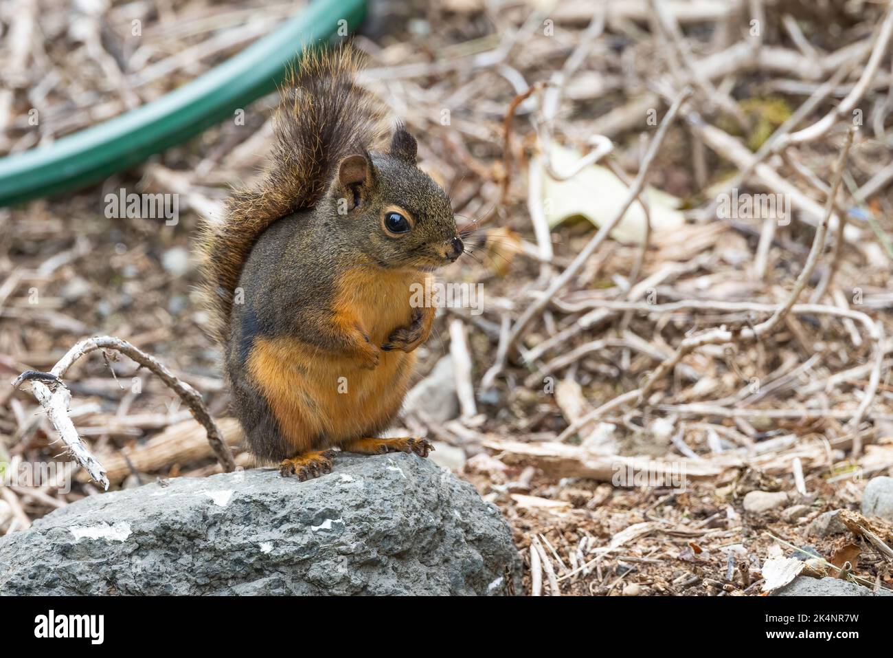 Ein Douglas-Eichhörnchen sitzt aufrecht auf einem Felsen in Bremerton, Washington. Stockfoto