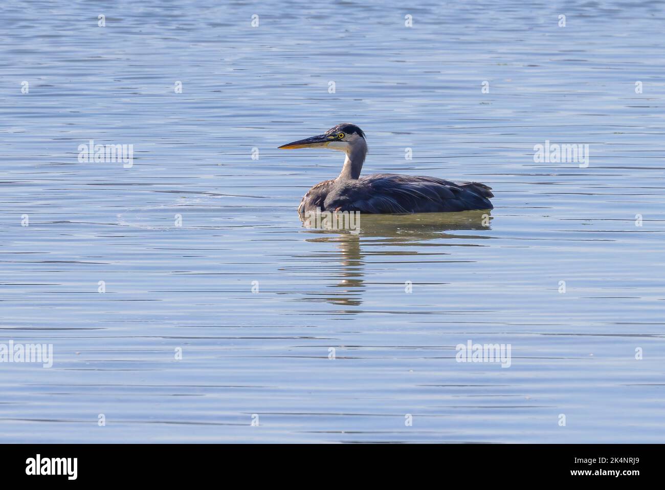 Ein großer blauer Reiher, der tief im Wasser von Dye's Inlet steht. Stockfoto