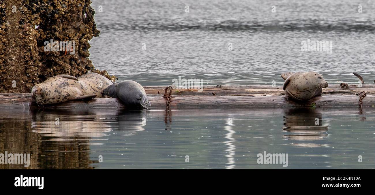 Eine Babyhafenrobbe, die von ihrer Mutter in Poulsbo, Washington, stillsteht. Stockfoto