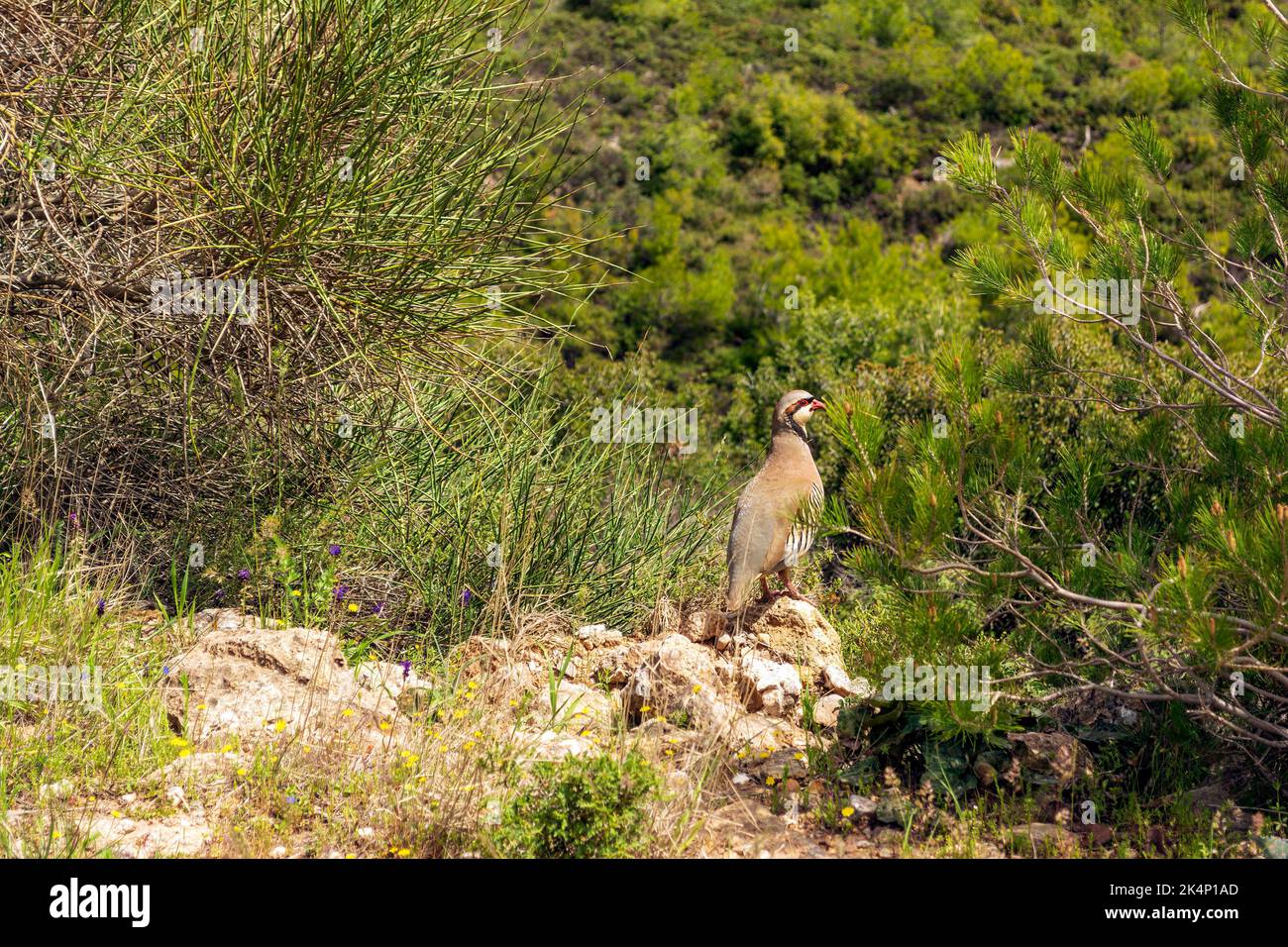 Rebhuhn in der Natur. Wildes Rotbeinige-Rebhuhn in natürlichem Lebensraum. Wildvögel zu Fuß auf dem Boden, Penteli Berg, Attica Griechenland Stockfoto