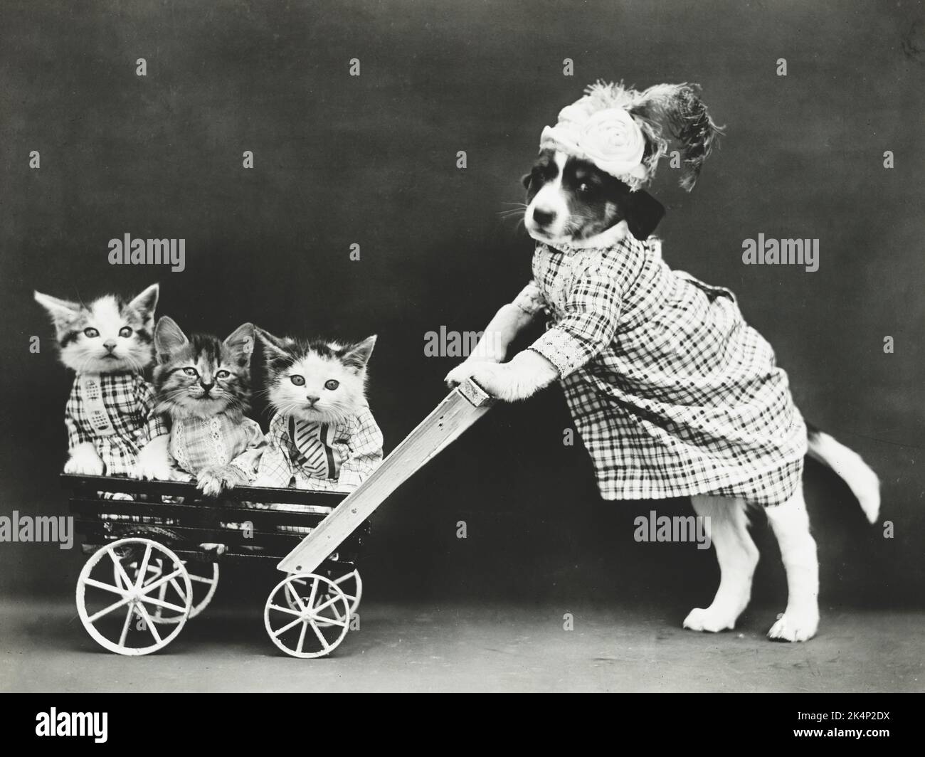 Ein in Kleidung gekleideter Welpe schiebt drei Kätzchen in einen Kinderwagen, auf einem Foto namens „The Outing“ von Harry Whittier befreit Stockfoto