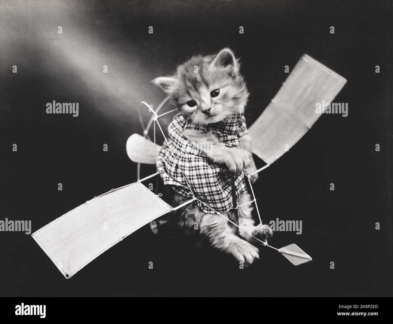 Ein Kätzchen, das Kleidung trägt, fliegt auf einem Foto namens „The Aviator“ von Harry Whittier frei Stockfoto