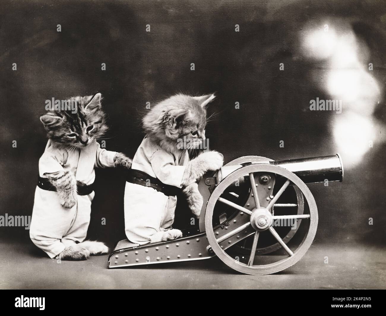 Zwei Kätzchen tragen Kleidung und feuern eine Kanone auf einem Foto mit dem Namen „Feuer!“ Von Harry Whittier befreit Stockfoto