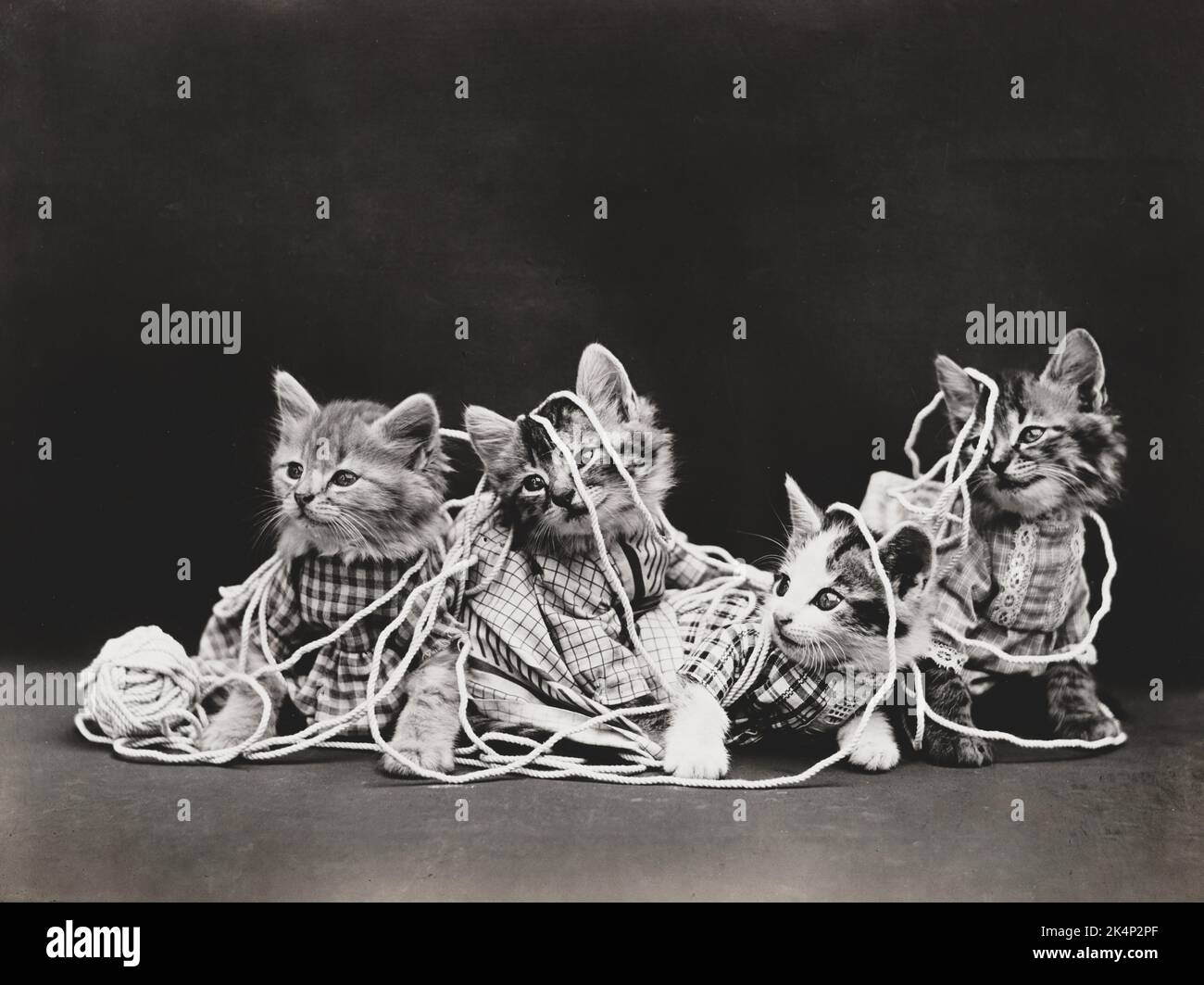 Drei Kätzchen spielen mit Wollbällen auf einem Foto namens „The Entanglement“ von Harry Whittier Frees Stockfoto
