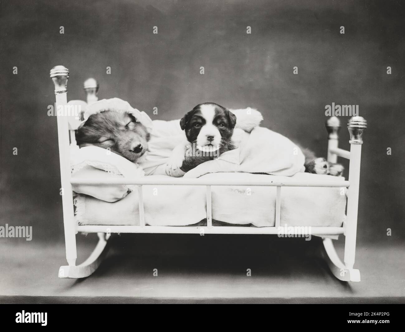 Zwei Welpen in einem Kinderbett zum Schlafengehen, auf einem Foto mit dem Namen „When bedtime Comes“ von Harry Whittier befreit Stockfoto