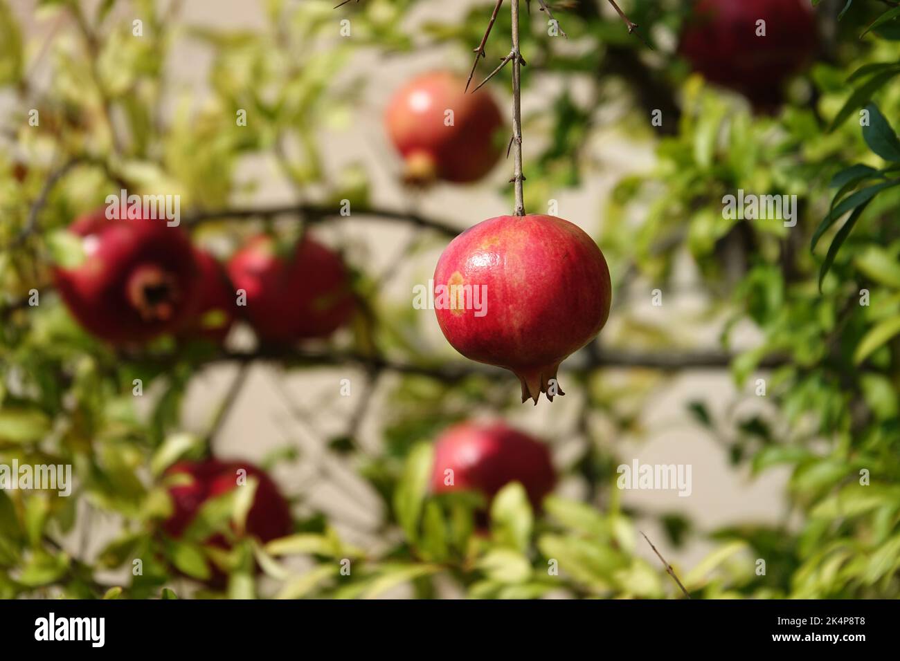 Rote, reife Granatapfelfrucht auf einem Baumzweig im Garten. Farbenfrohes Bild mit Platz für Text, Nahaufnahme. Rosh-haShana - Israelisches Neujahrssymbol Stockfoto