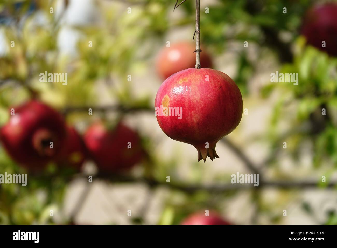 Rote, reife Granatapfelfrucht auf einem Baumzweig im Garten. Farbenfrohes Bild mit Platz für Text, Nahaufnahme. Rosh-haShana - Israelisches Neujahrssymbol Stockfoto