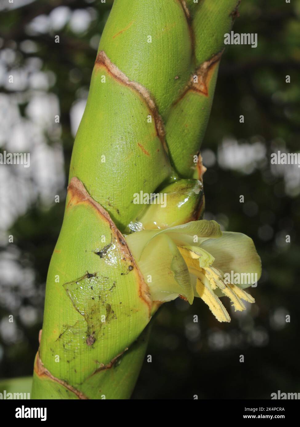 Blüte der neotropischen Bromeliade Werauhia gladioliflora Stockfoto