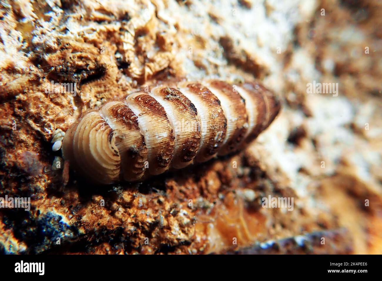 Gemeine See-Chiton-Schnecke - (Chiton olivaceus) Stockfoto