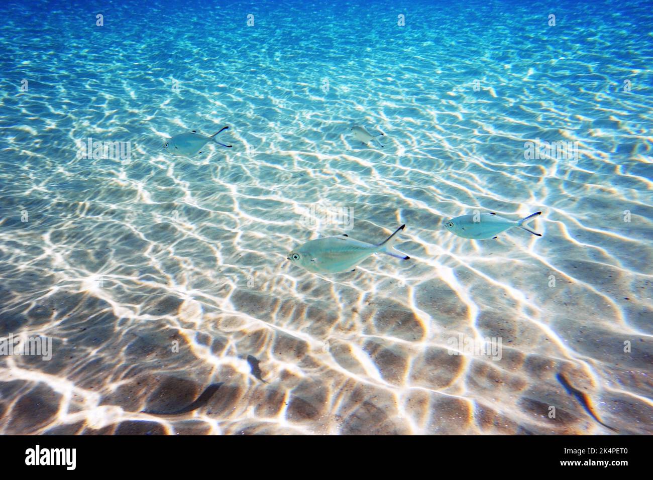 Unterwasserfoto von Silberfisch - Trachinotus ovatus Stockfoto