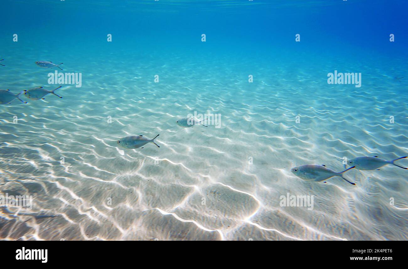 Unterwasserfoto von Silberfisch - Trachinotus ovatus Stockfoto