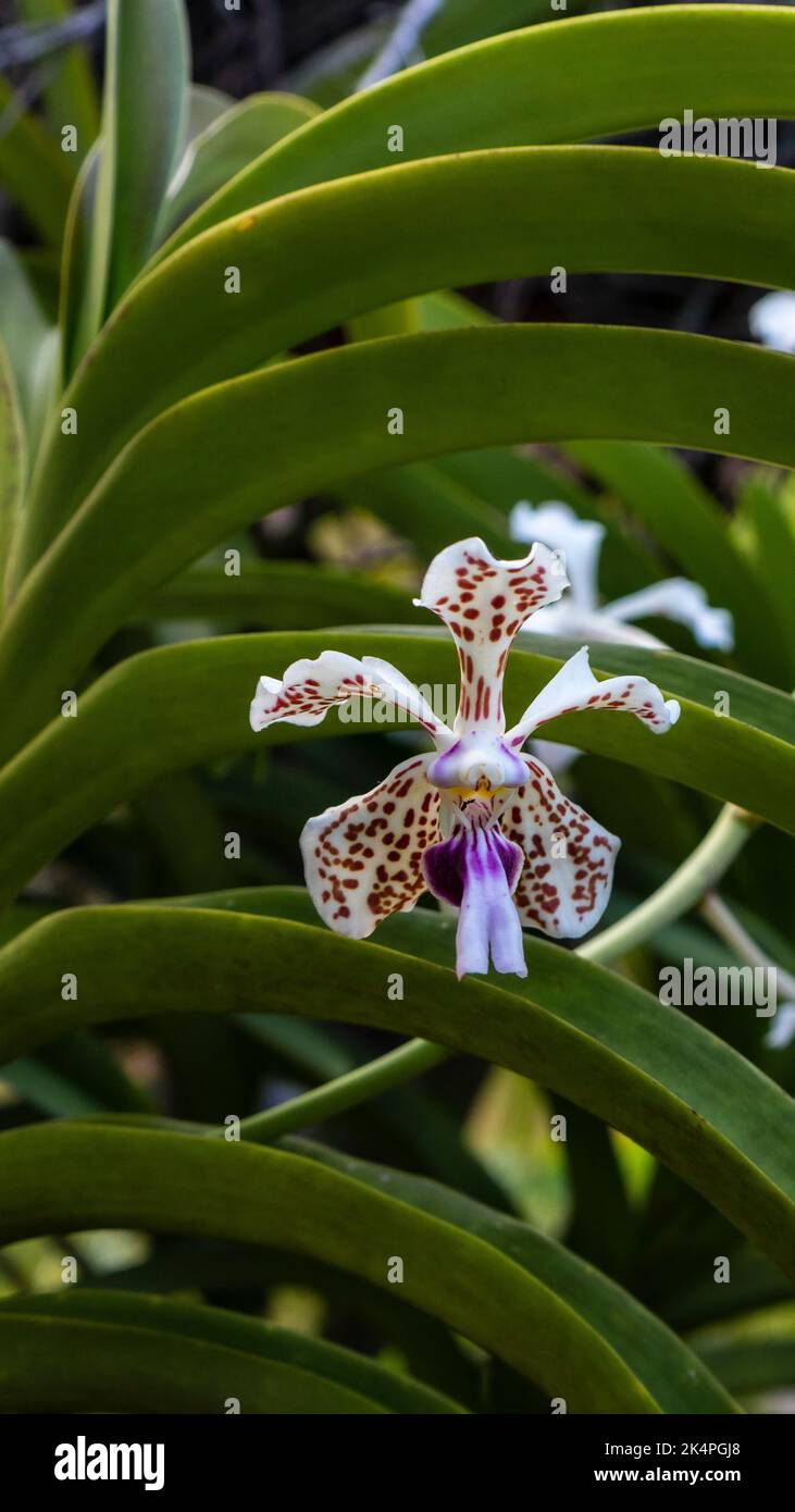 Vanda tricolor Orchidee ist eine Orchideenart, die in Indonesien, Südostasien, beheimatet ist Stockfoto