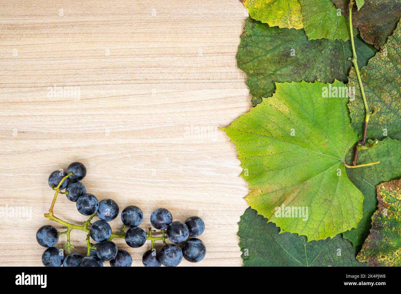 Kreatives Layout aus Traubenblättern und frischen Früchten im Herbst auf dem Tisch mit neutralem Raum. Flat Lay-Konzept. Ideal für Präsentationsfolie. Stockfoto