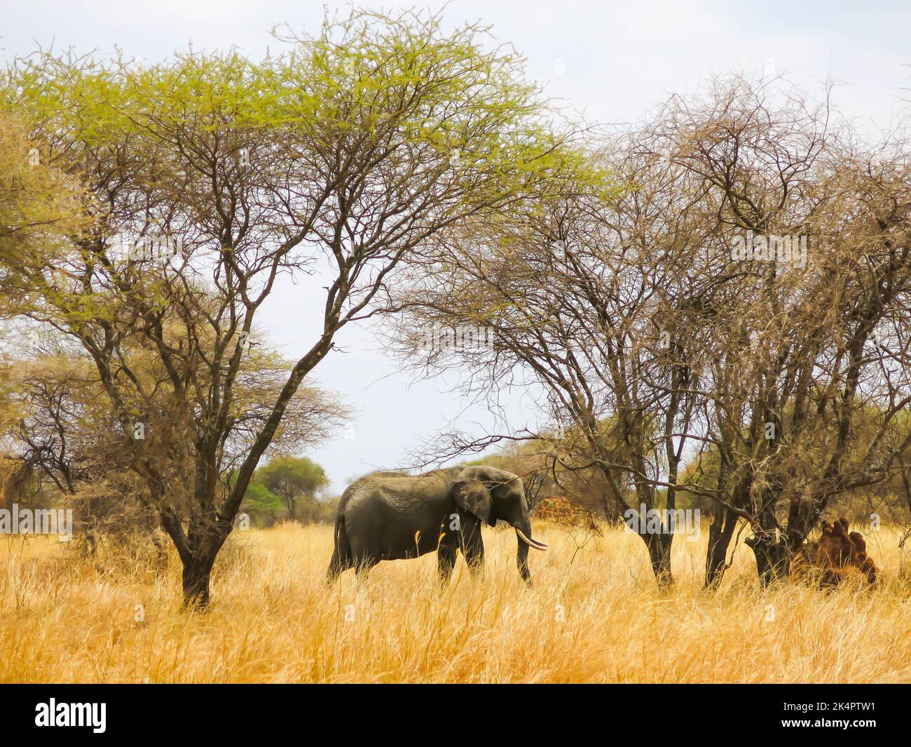 Elefant im Tarangire Nationalpark, Tansania, Ostafrika Stockfoto
