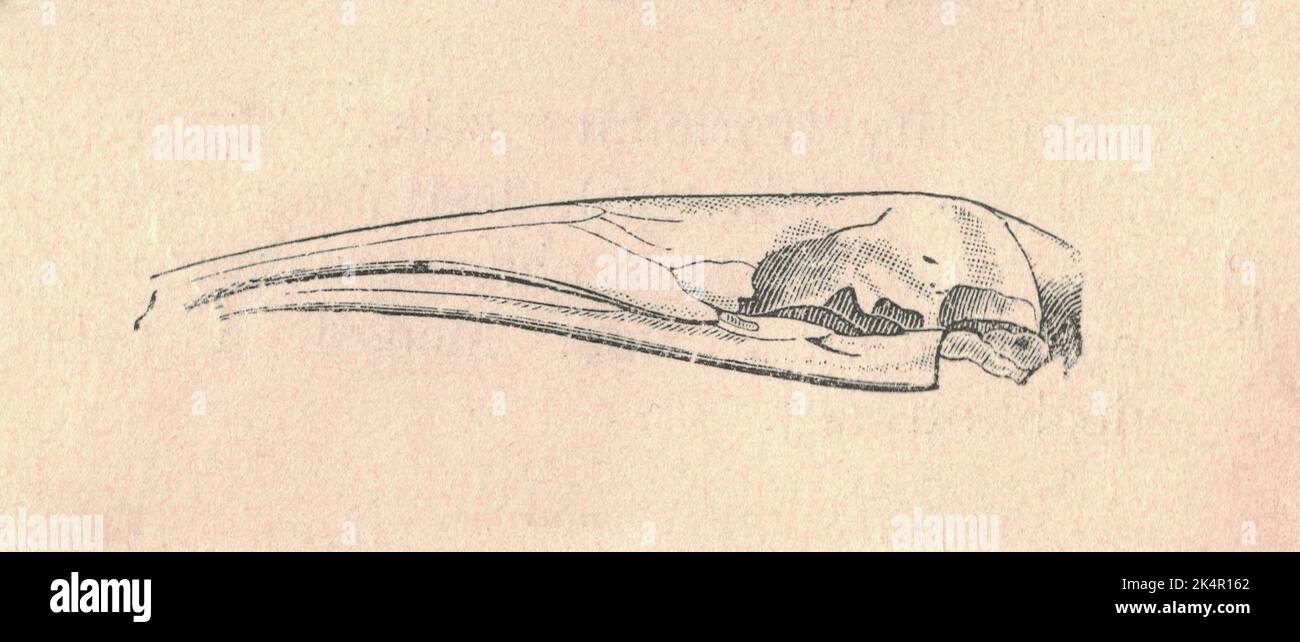 Antike gravierte Illustration des Ameisenschädels. Vintage-Illustration des Ameisenbären. Altes eingraviertes Bild des Tieres. Ameisenbär ist ein gebräuchlicher Name für die vier erhaltenen Säugetierarten der Unterordnung Vermilingua (was „Wurmzunge“ bedeutet), die allgemein für den Verzehr von Ameisen und Termiten bekannt sind. Die einzelnen Arten haben andere Namen in Englisch und anderen Sprachen. Zusammen mit den Faultieren gehören sie zur Ordnung Pilosa. Der Name 'Ameisenbär' wird auch häufig auf den nicht verwandten Aardvark, Numbat, Echidnas, Pangoline und einige Mitglieder der Oecobiidae angewendet, obwohl sie nicht eng verwandt sind Stockfoto