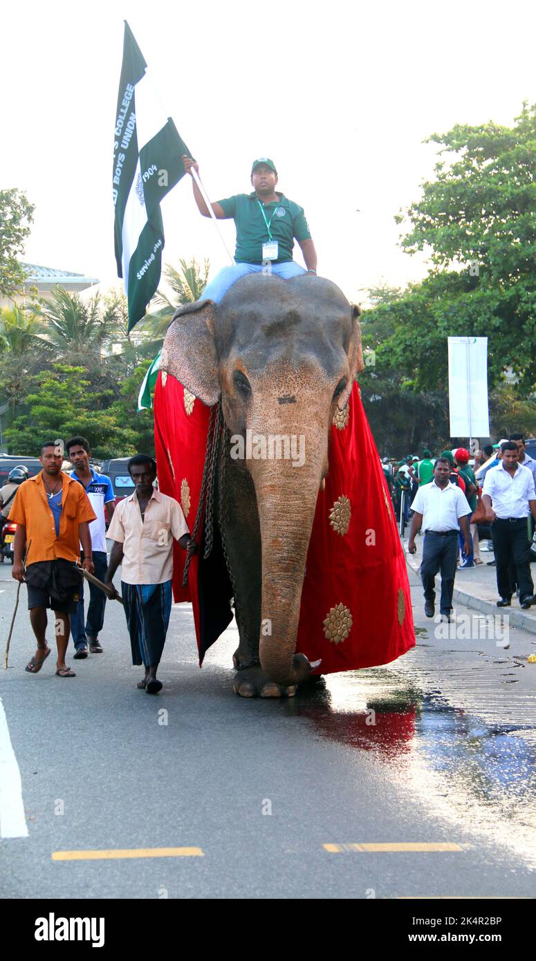 Elefanten und Tusker in Sri Lanka. Besuchen Sie Sri Lanka Stockfoto