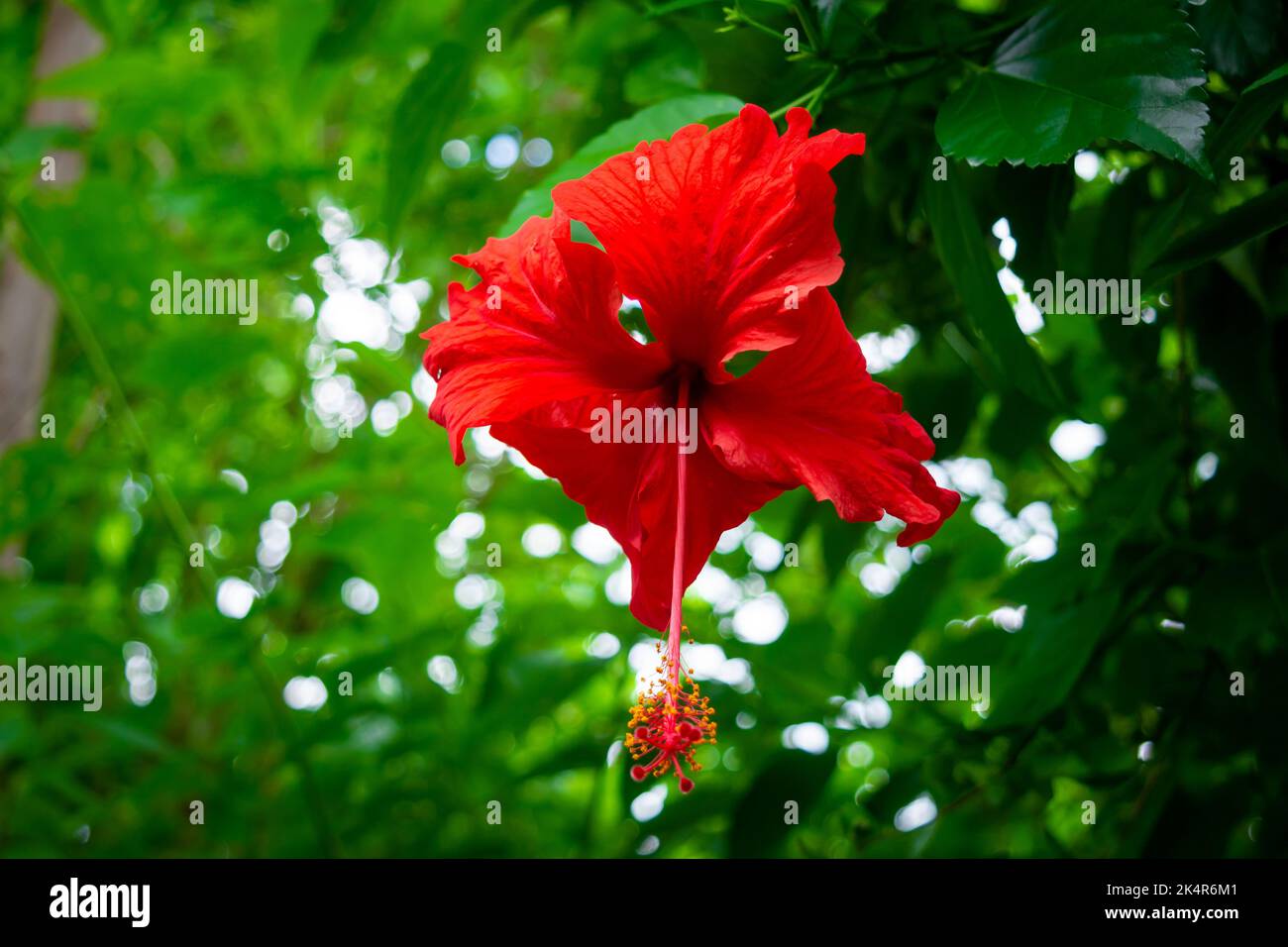 Schöne rote Hibiskusblüte am Ast Stockfoto